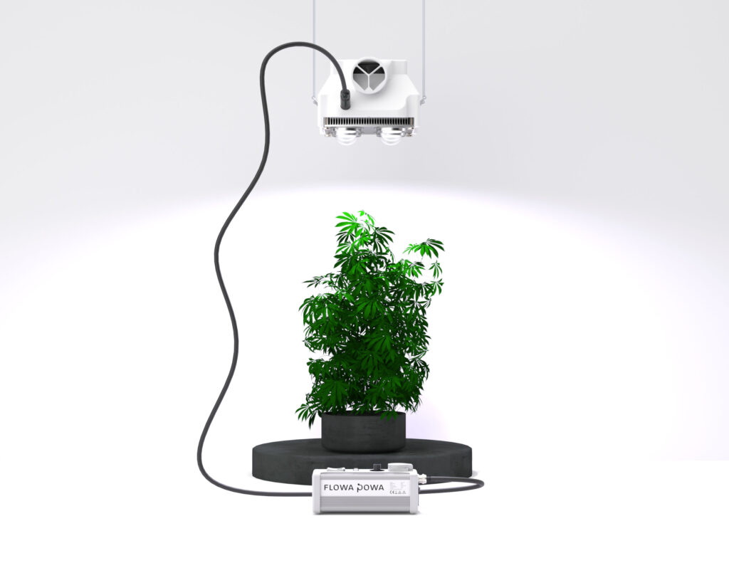 FlowaPowa FlowaOne PowaOne PowaBox Anwendungsfallplant pflanze cannabis grow light efficient effizientes